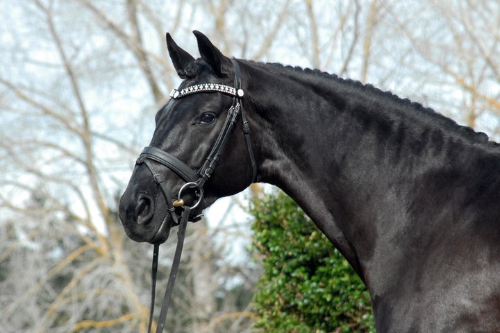 German Warmblood